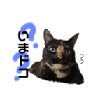 Dep 里親様スタンプ 猫ver ④（個別スタンプ：20）
