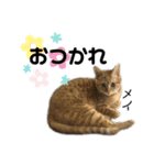 Dep 里親様スタンプ 猫ver ④（個別スタンプ：21）