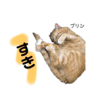 Dep 里親様スタンプ 猫ver ④（個別スタンプ：24）