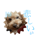 もこちゃんスペシャル（個別スタンプ：10）