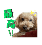 もこちゃんスペシャル（個別スタンプ：12）