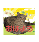 Johnny ＆ Chocola ❹（個別スタンプ：1）