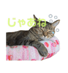 Johnny ＆ Chocola ❹（個別スタンプ：5）