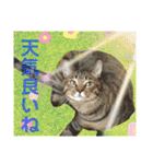 Johnny ＆ Chocola ❹（個別スタンプ：6）