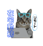 Johnny ＆ Chocola ❹（個別スタンプ：8）