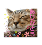 Johnny ＆ Chocola ❹（個別スタンプ：11）