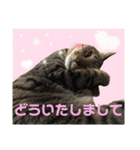 Johnny ＆ Chocola ❹（個別スタンプ：12）