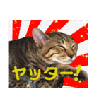 Johnny ＆ Chocola ❹（個別スタンプ：17）