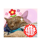 Johnny ＆ Chocola ❹（個別スタンプ：31）