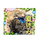 Johnny ＆ Chocola ❹（個別スタンプ：38）