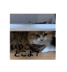 マンチカンのチャコ第二弾（個別スタンプ：1）