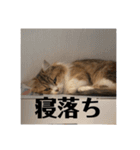 マンチカンのチャコ第二弾（個別スタンプ：2）