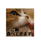 マンチカンのチャコ第二弾（個別スタンプ：3）