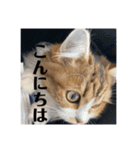 マンチカンのチャコ第二弾（個別スタンプ：4）