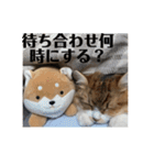 マンチカンのチャコ第二弾（個別スタンプ：5）