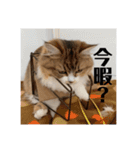 マンチカンのチャコ第二弾（個別スタンプ：6）