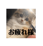 マンチカンのチャコ第二弾（個別スタンプ：7）