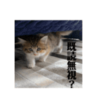 マンチカンのチャコ第二弾（個別スタンプ：8）