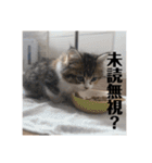 マンチカンのチャコ第二弾（個別スタンプ：9）
