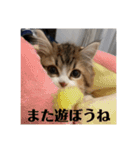 マンチカンのチャコ第二弾（個別スタンプ：10）