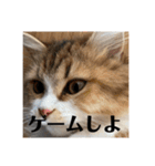 マンチカンのチャコ第二弾（個別スタンプ：12）