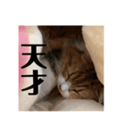 マンチカンのチャコ第二弾（個別スタンプ：13）