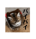 マンチカンのチャコ第二弾（個別スタンプ：16）