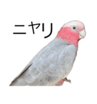 モモイロインコの日常 2（個別スタンプ：1）