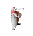 モモイロインコの日常 2（個別スタンプ：5）