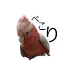 モモイロインコの日常 2（個別スタンプ：7）