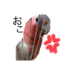 モモイロインコの日常 2（個別スタンプ：8）