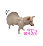 茶瑠すたんぷ。2（個別スタンプ：1）
