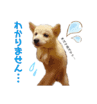 茶瑠すたんぷ。2（個別スタンプ：6）