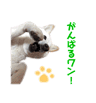 茶瑠すたんぷ。2（個別スタンプ：14）