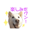 茶瑠すたんぷ。2（個別スタンプ：17）
