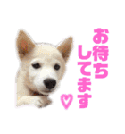 茶瑠すたんぷ。2（個別スタンプ：20）