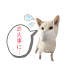 茶瑠すたんぷ。2（個別スタンプ：24）