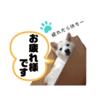 茶瑠すたんぷ。2（個別スタンプ：30）