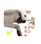 茶瑠すたんぷ。2（個別スタンプ：33）
