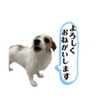 かわいいモカちん♪（個別スタンプ：11）