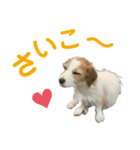 かわいいモカちん♪（個別スタンプ：13）