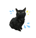 黒猫ジジちゃんの毎日（個別スタンプ：2）