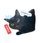 黒猫ジジちゃんの毎日（個別スタンプ：9）