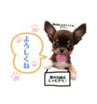 じゃむきち君スタンプ（個別スタンプ：5）