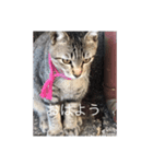 近所の猫のスタンプ（個別スタンプ：1）