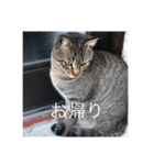 近所の猫のスタンプ（個別スタンプ：2）