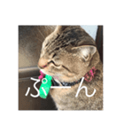 近所の猫のスタンプ（個別スタンプ：3）