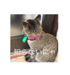 近所の猫のスタンプ（個別スタンプ：4）