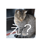 近所の猫のスタンプ（個別スタンプ：5）