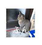 近所の猫のスタンプ（個別スタンプ：6）